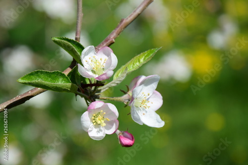 Apfelblüten - Apfelbaum - Apfelbaumblüte vor blauen Himmel und verschneiten Bergen photo