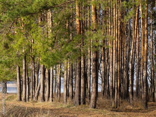 Pine forest illuminated by the sun, through the trunks of trees can be seen the blue sky. © Павел