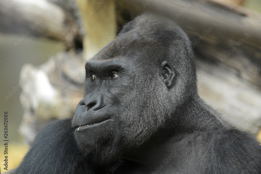Gorilla Männchen Silberrücken Gorilla Männchen Silberrücken