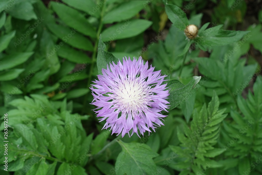 One flower of Centaurea dealbata in May One flower of Centaurea dealbata in May