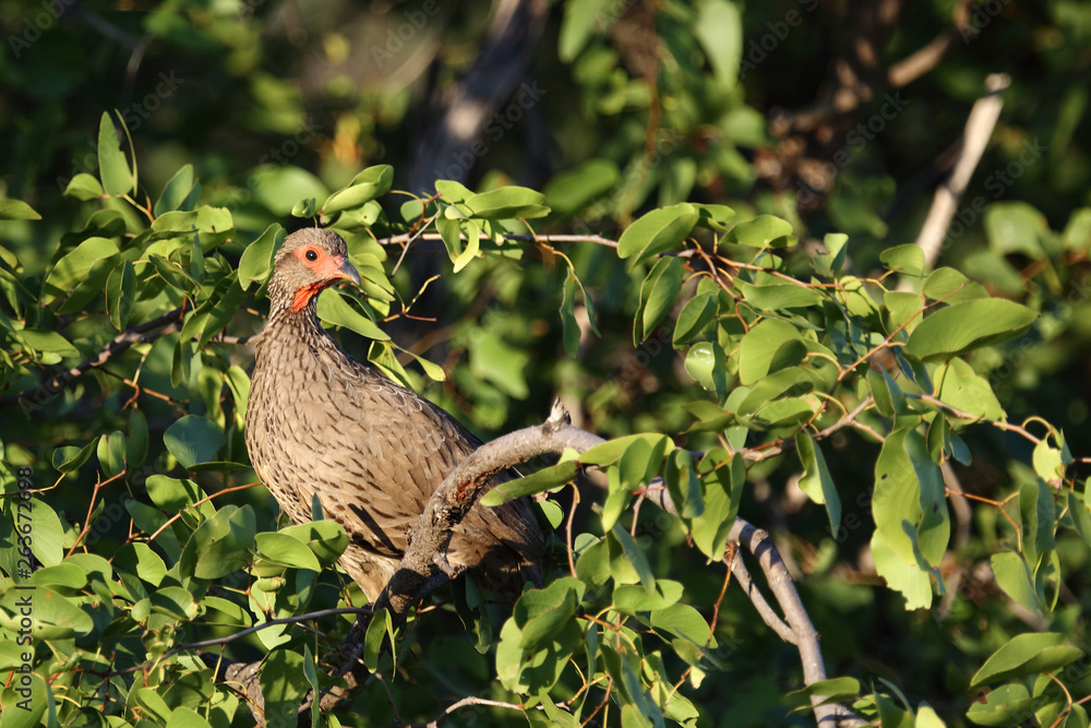 custom made wallpaper toronto digitalSwainsonfrankolin / Swainson's Francolin or Swainson's spurfowl / Francolinus swainsonii.