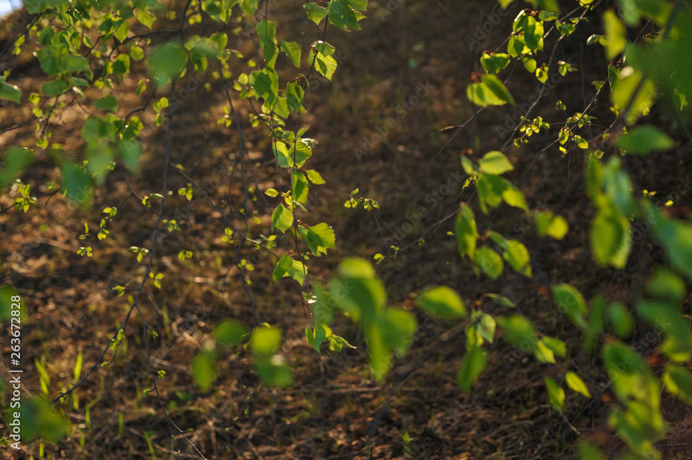 Warm sunlight on the trees. Warm sunlight on the trees.