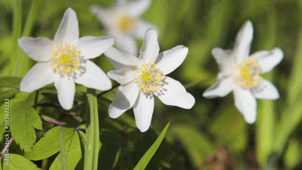 Three anemones with white petals swaying in the wind. Close-up of spring, early flowers Three anemones with white petals swaying in the wind. Close-up of spring, early flowers