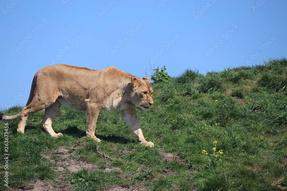 Naklejka premium Lioness walking