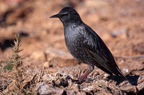 European starling - Sturnus vulgaris in its habitat