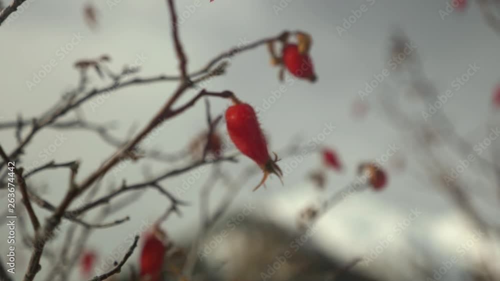 Rack Focus: Foreground Red Berries to Snow Covered Mountains Behind. Rack Focus: Foreground Red Berries to Snow Covered Mountains Behind.