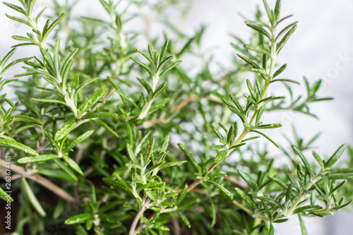 Green aromatic rosemary plant in the pot on white background close up.