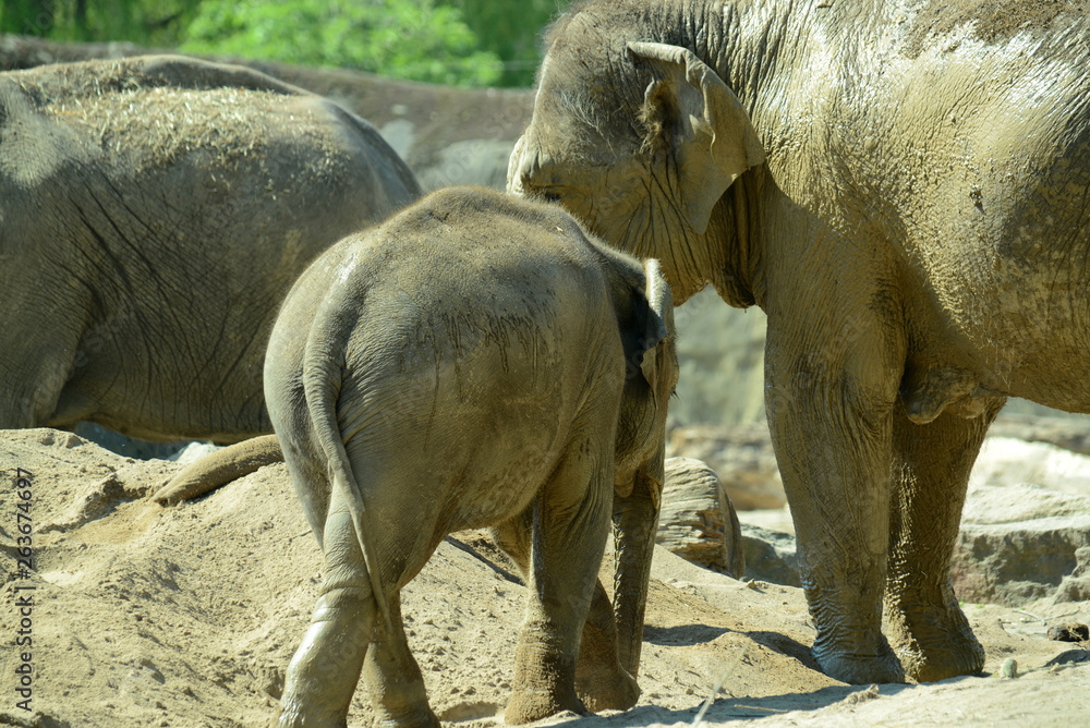 Obraz premium indischer Elefant in Tierpark
