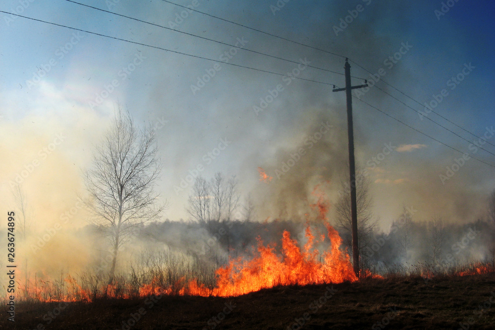 Fototapeta premium Burning of straw on the field smoke fire electric poles