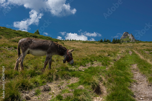 donkey on carpathian meadow © Eduard