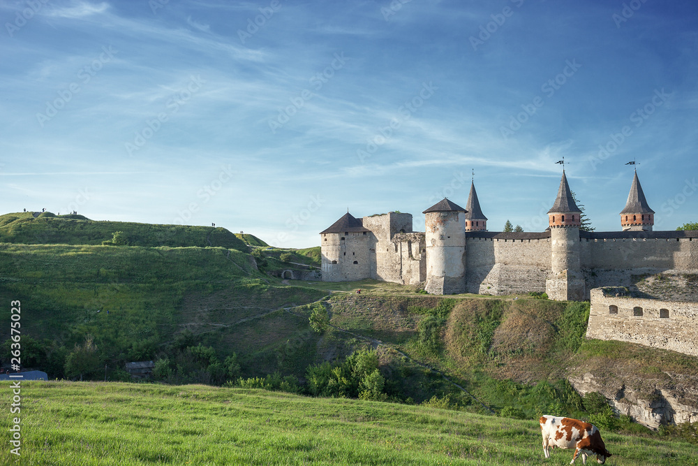 Summer landscape with cow, green fields, antique fortress Kamianets-Podilskyi in Ukraine