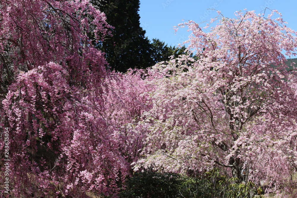 高見の郷　しだれ桜