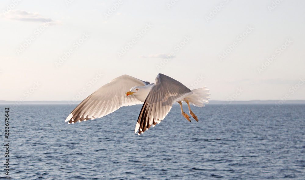 Naklejka premium seagull in flight