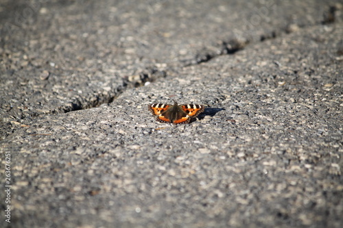 Wallpaper Mural butterfly on rock Torontodigital.ca