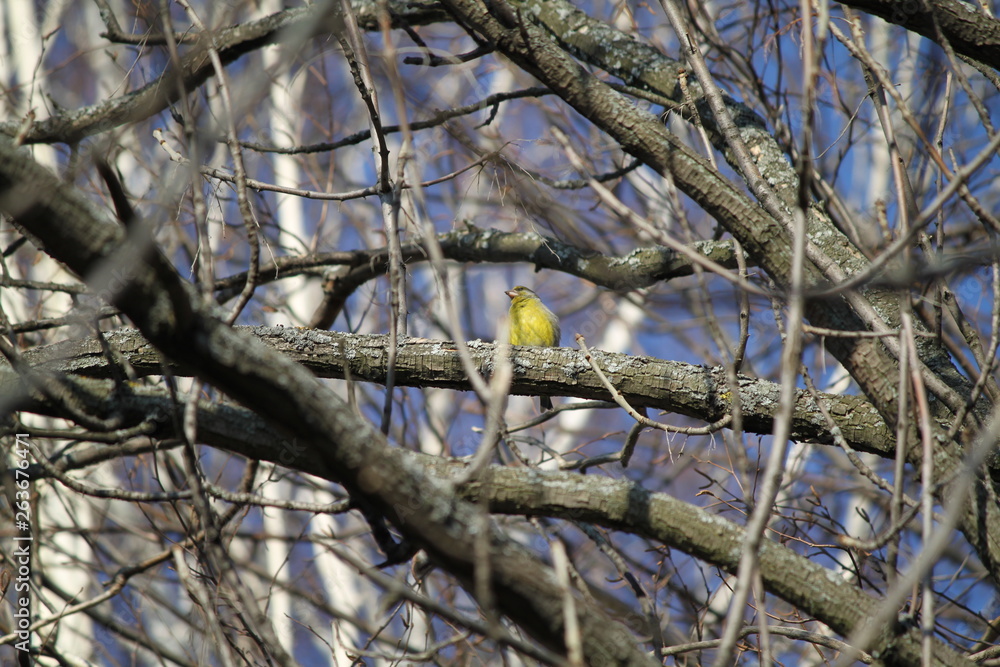 custom made wallpaper toronto digitalbird on branch