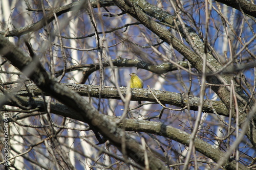 Wallpaper Mural bird on branch Torontodigital.ca