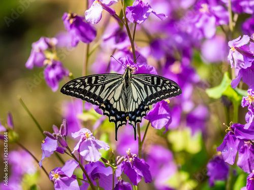 Asian swallowtail butterfly on annual honesty flowers 1