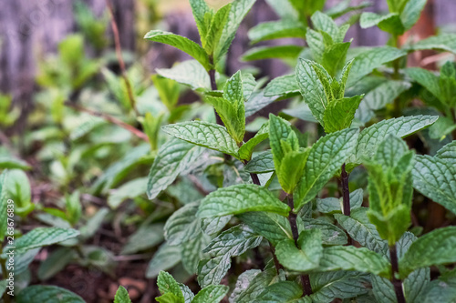 set of wild mint herbs