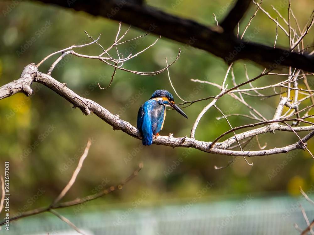 Japanese common kingfisher on a branch 6 Japanese common kingfisher on a branch 6