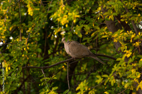 Wallpaper Mural Beautiful gray turtledove standing on branch. Turtledove standing in the tree's edge Torontodigital.ca