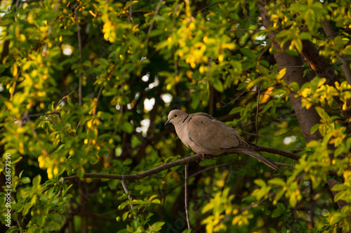 Wallpaper Mural Beautiful gray turtledove standing on branch. Turtledove standing in the tree's edge Torontodigital.ca
