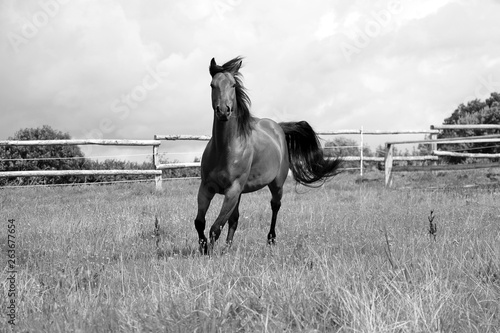Fotografie black and white of a beautiful running quarter horse on the paddock