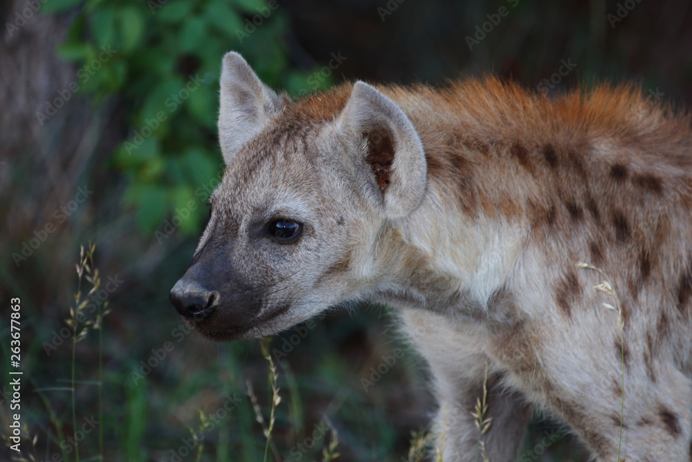 Obraz premium Tüpfelhyäne / Spotted Hyaena / Crocuta crocuta.