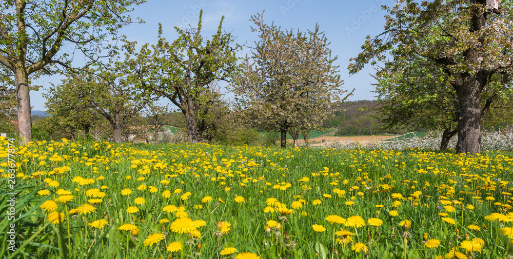 Grüne Blumenwiese panorama Grüne Blumenwiese panorama