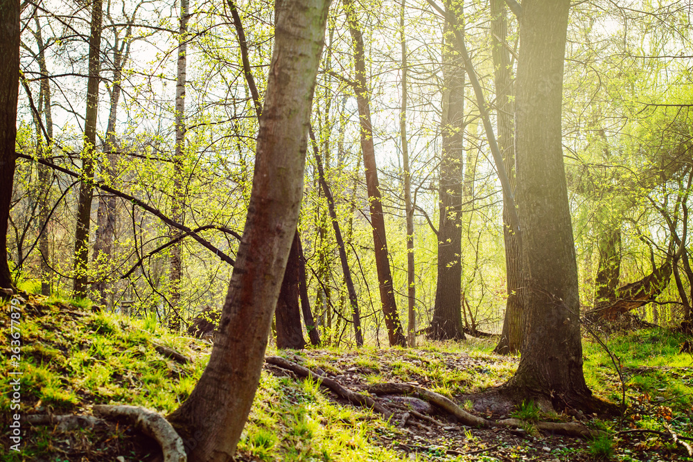 Misty forest green spring landscape Misty forest green spring landscape