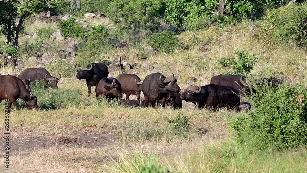 buffalos going through savanna,Kruger national park,South Africa buffalos going through savanna,Kruger national park,South Africa