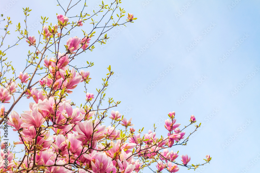 Pink magnolia tree blossom against blue sky Pink magnolia tree blossom against blue sky