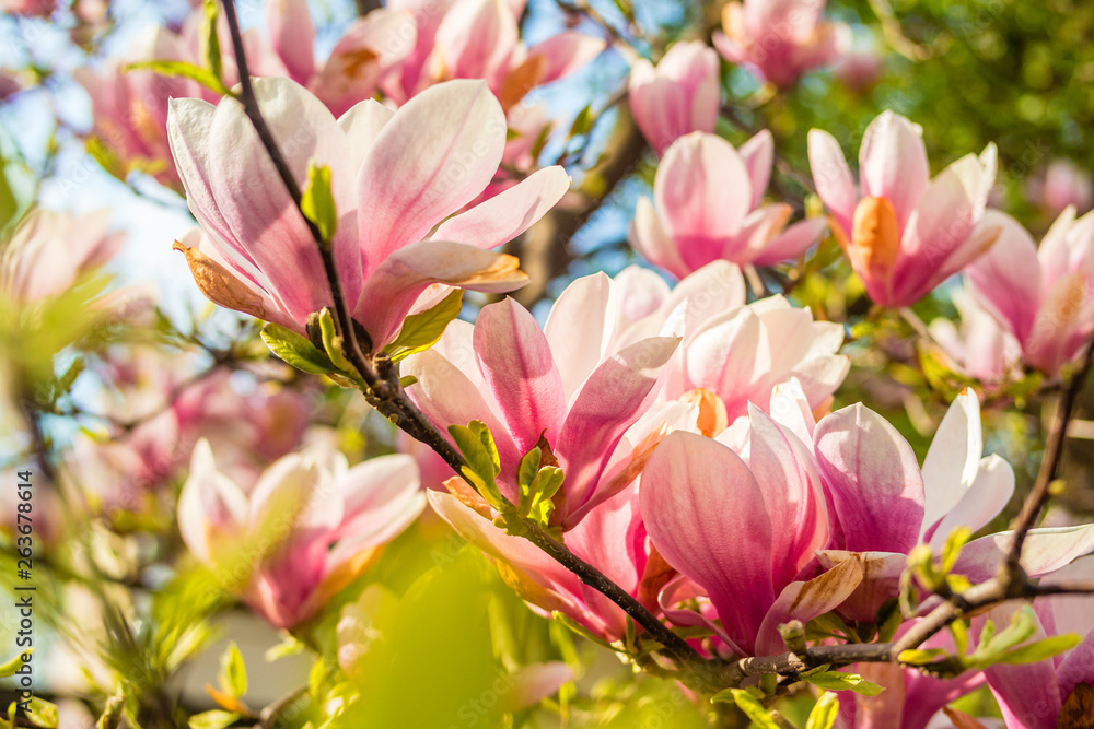 Pink magnolia tree blossom against blue sky