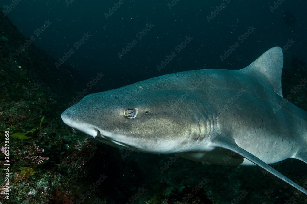 Fototapeta premium Banded Hound Shark of Chiba, Japan Swimming Underwater in Green Ocean Waters