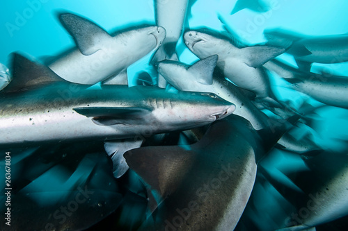 Banded Hound Shark of Chiba, Japan Swimming Underwater in Green Ocean Waters