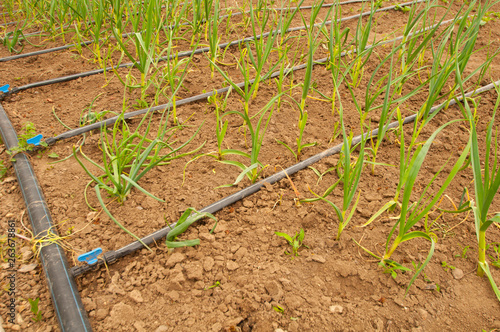 plant and drip irrigation
