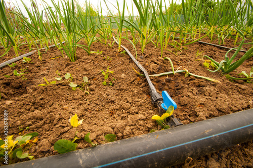plant and drip irrigation
