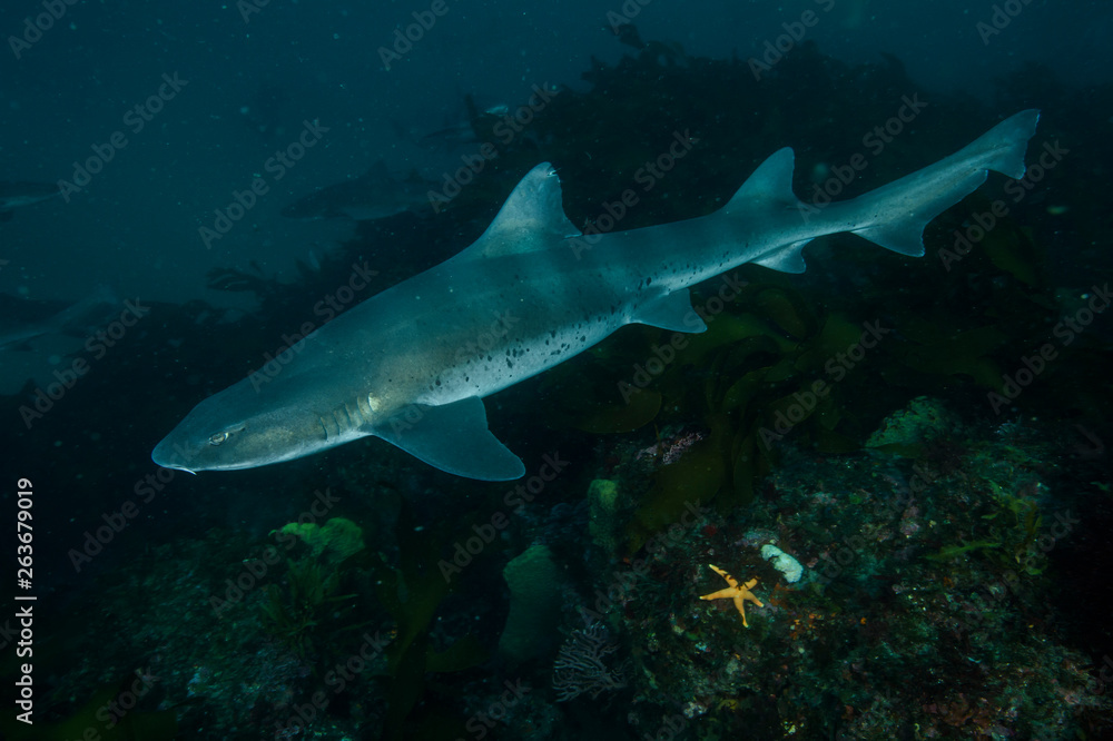 Fototapeta premium Banded Hound Shark of Chiba, Japan Swimming Underwater in Green Ocean Waters