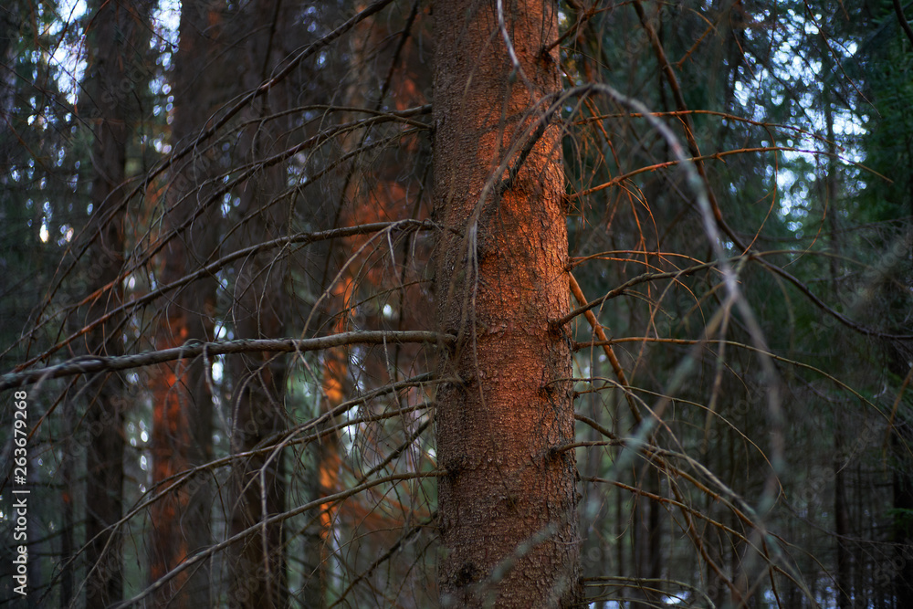 Sunset in Dark Forest