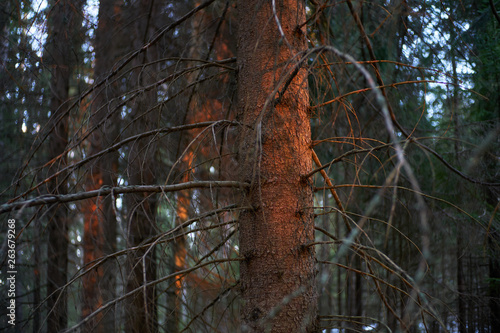 Obraz na płótnie Sunset in Dark Forest w salonie