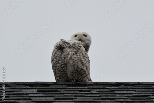 Snowy Owl © Carol Hamilton