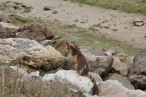 Red fox