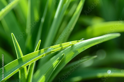 Environment conservation concept - Drops of dew on a green grass in close-up.