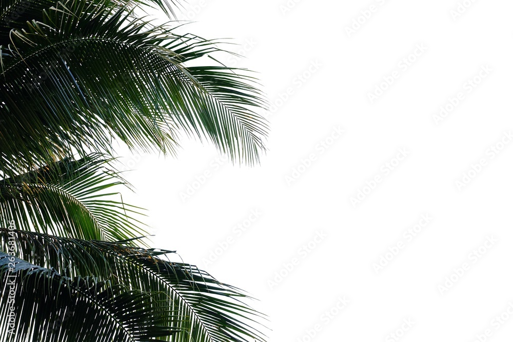 Fototapeta premium Coconut leaves on white isolated background for green foliage backdrop 