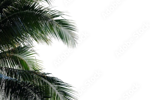 Coconut leaves on white isolated background for green foliage backdrop  © Oradige59