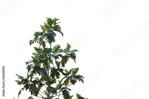 Breadfruit leaves with branches growing in a garden on white isolated background for green foliage backdrop 