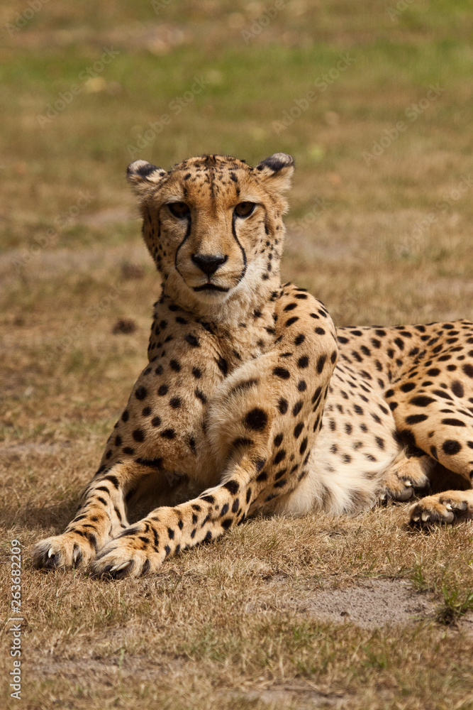 Gepard (Acinonyx jubatus) Gepard (Acinonyx jubatus)