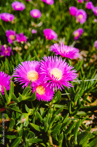 Violet flowers with green grass on a sunny summer day.