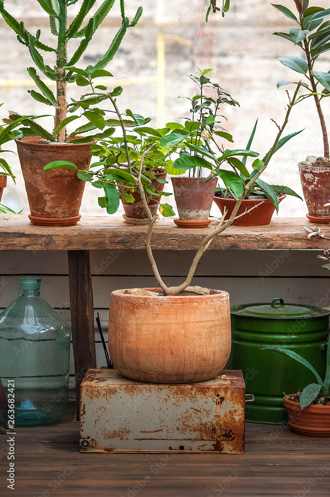 Urban jungle. Winter garden with plants, flowers. Garden in the house, transplanting potted plants Urban jungle. Winter garden with plants, flowers. Garden in the house, transplanting potted plants