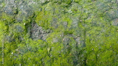 Green soil wall textured background pattern © NewmanStudio