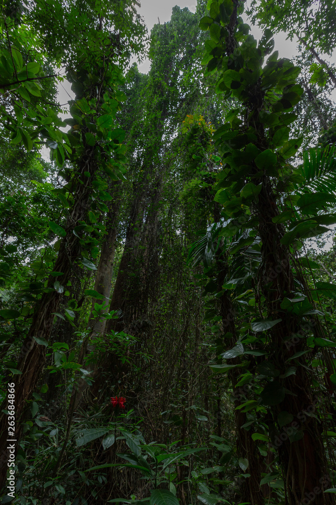 Fototapeta premium JungleSriLanka